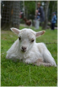 Lamb