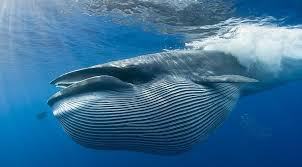 whale