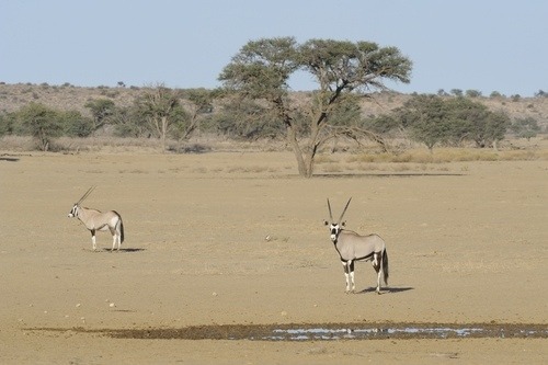 ORYX GAZELLES IN THE KALAHARI (Photo: Shutterstock)