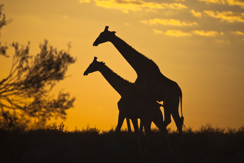 SUNSET-SILHOUETTED GIRAFFES IN KALAHARI DESERT (Image: Shutterstock)