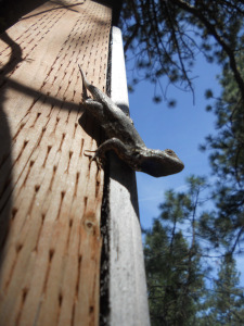 Lizard Friend