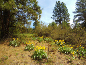 Field of Daisies