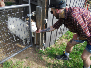 Goat Friend