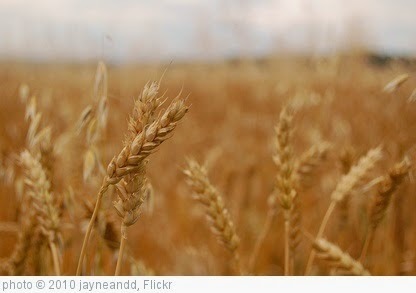 'Wheat' photo (c) 2010, jayneandd - license: https://creativecommons.org/licenses/by/2.0/