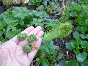 picking fiddleheads