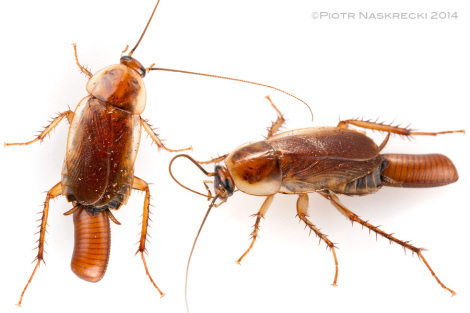North American forest blattodean (Parcoblatta penssylvanica) carrying an ootheca – a hard, nearly indestructible purse that protects the eggs from predators, parasitoids, and desiccation.