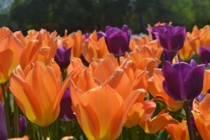 tulip orange and purple