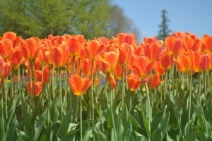tulip orange row