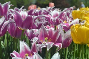 tulip pink and yellow