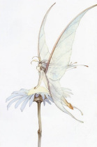 fairies4