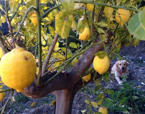 Lemon-tree
