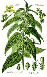 Ortie-stinging-nettle