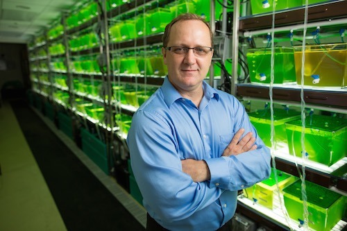 algae2.jpg