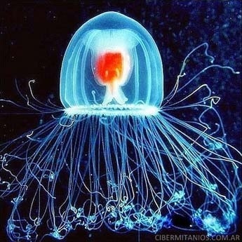 immortal jelly fish