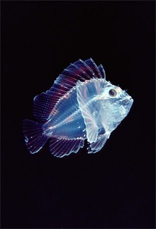 beautiful sea creatures