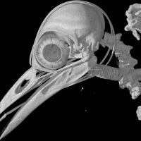 Used with permission from DigiMorph.org.