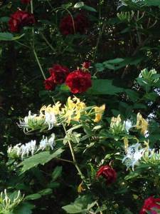 honeysuckle rose
