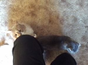 twofriendlycats