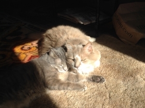 cats (300x224)