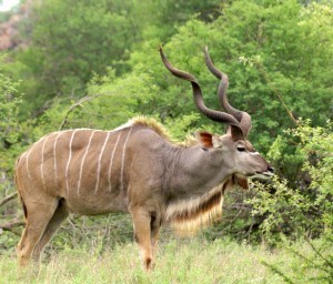 Kudu Bull