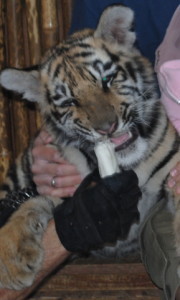 tiger cub 