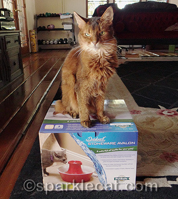 My human was able to take it on the plane as a carry-on