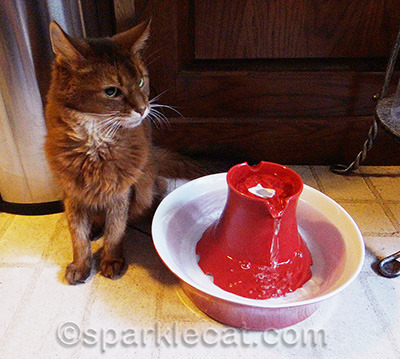 Honestly? My human doesn't think we have drunk from it yet