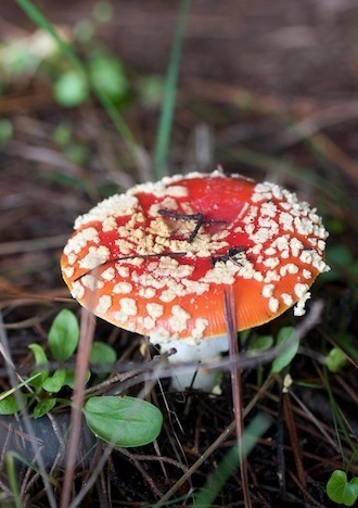 Hidden Coloful Treasures of the Earth 24 copy