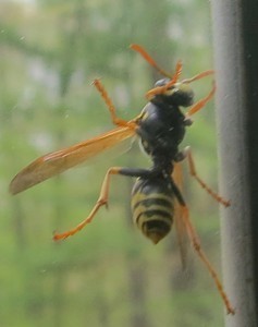 wasp