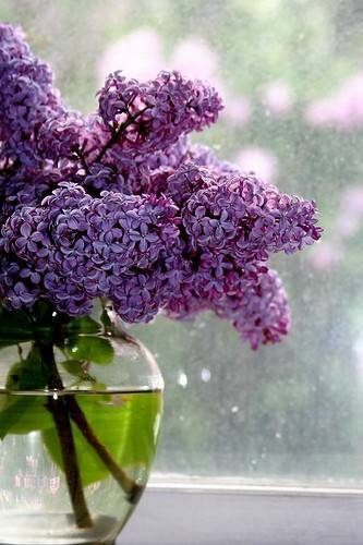 lilacs-vase