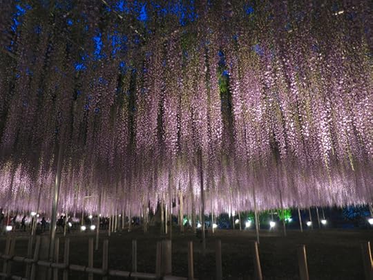Size matters: these wisteria flowers are over a meter long!
