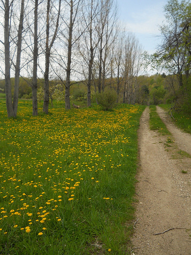 dandelion road