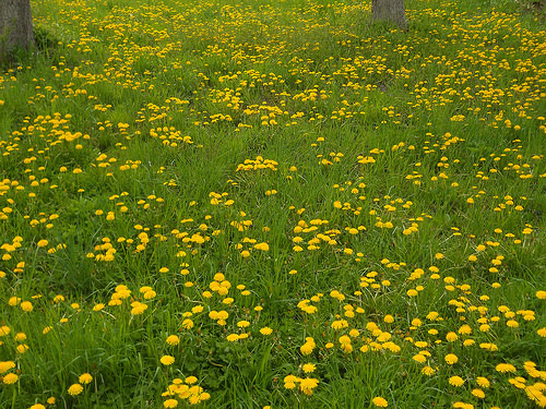 dandelions