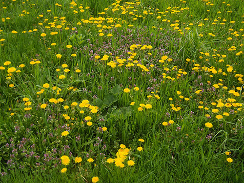 dandelions