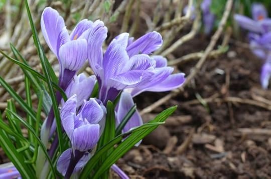crocus