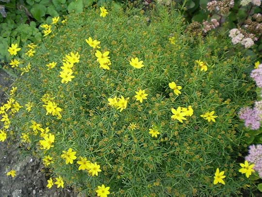 800px-Coreopsis_verticillata_0.4_R