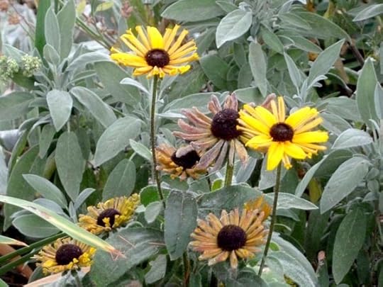 rudbeckia