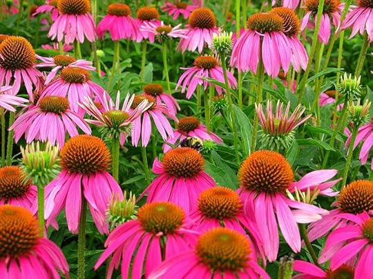 799px-Echinacea_purpurea_with_Bumble-bee