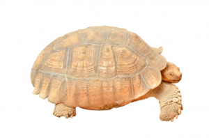 ID-10072182