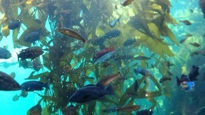 Kelp Forest