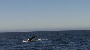 Whale Tale