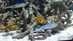 Aquarium