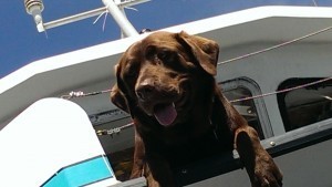 Duke, intrepid sea dog belonging to the captain of the Sea Wolf II 