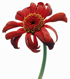 flower1