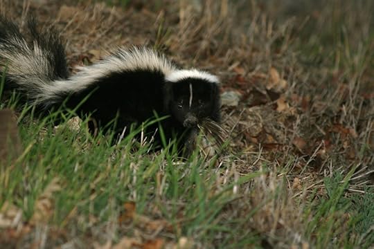 skunk