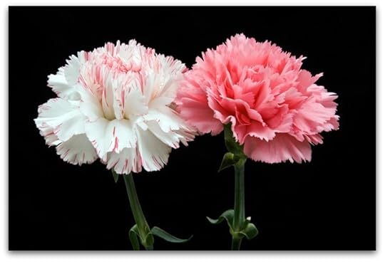 Carnations_DS