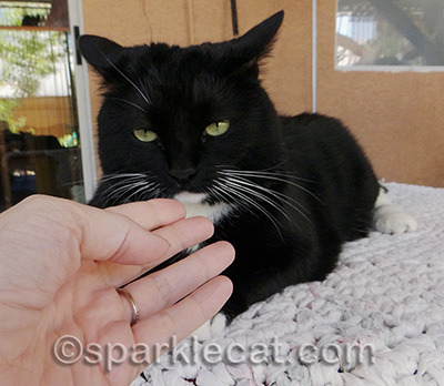 I think the Katnip Lounge cats are spoiled - humans need to smell like valerian to get on their good side