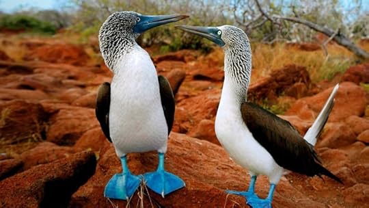 Unique_Birds_1080p_HD-Widescreen-_Wallpapers