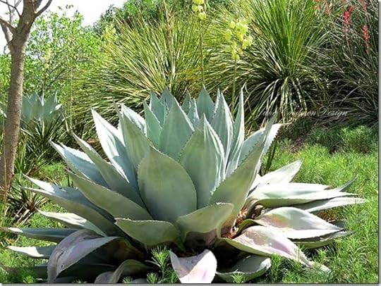 Agave