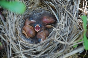 Nestlings